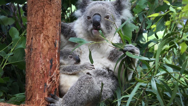 SYDNEY, AUSTRALIA - MARCH 02: Koala joey Humphrey is comforted by mother Willow at Taronga Zoo on March 02, 2021 in Sydney, Australia. Eight-month-old Humphrey is the first koala joey born at Taronga Zoo in over a year, and only recently emerged from his mother Willows pouch. Koala joeys stay in their mothers pouch for up to 6 months and it is only from around that age that they begin to emerge and attach themselves to their mothers back. (Photo by Lisa Maree Williams/Getty Images)