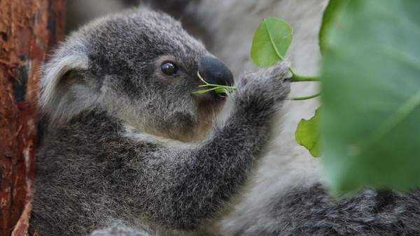 Humphrey adalah koala joey pertama yang lahir di Kebun Binatang Toranga dalam lebih dari setahun terakhir.  