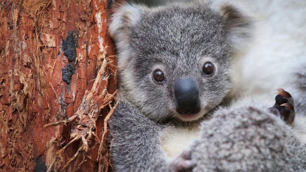 Koala joey tinggal di kantong ibu mereka hingga 6 bulan lalu beberapa bulan kemudian bayi koala tersebut akan keluar dari kantong ibunya.  