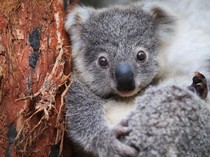 Bukan Sembarang Anjing, Tugasnya Mengendus Kotoran Koala