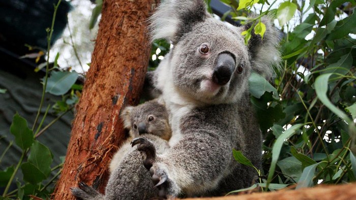 SYDNEY, AUSTRALIA - MARCH 02: Koala joey Humphrey is comforted by mother Willow at Taronga Zoo on March 02, 2021 in Sydney, Australia. Eight-month-old Humphrey is the first koala joey born at Taronga Zoo in over a year, and only recently emerged from his mother Willows pouch. Koala joeys stay in their mothers pouch for up to 6 months and it is only from around that age that they begin to emerge and attach themselves to their mothers back. (Photo by Lisa Maree Williams/Getty Images)