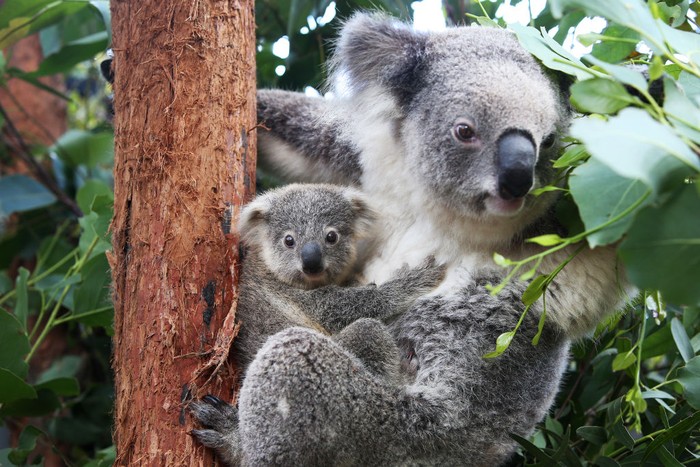 Gemes! Kebun Binatang di Australia Punya Bayi Koala Baru SYDNEY, AUSTRALIA - MARCH 02: Koala joey Humphrey is comforted by mother Willow at Taronga Zoo on March 02, 2021 in Sydney, Australia. Eight-month-old Humphrey is the first koala joey born at Taronga Zoo in over a year, and only recently emerged from his mother Willow's pouch. Koala joeys stay in their mother's pouch for up to 6 months and it is only from around that age that they begin to emerge and attach themselves to their mother's back. (Photo by Lisa Maree Williams/Getty Images)