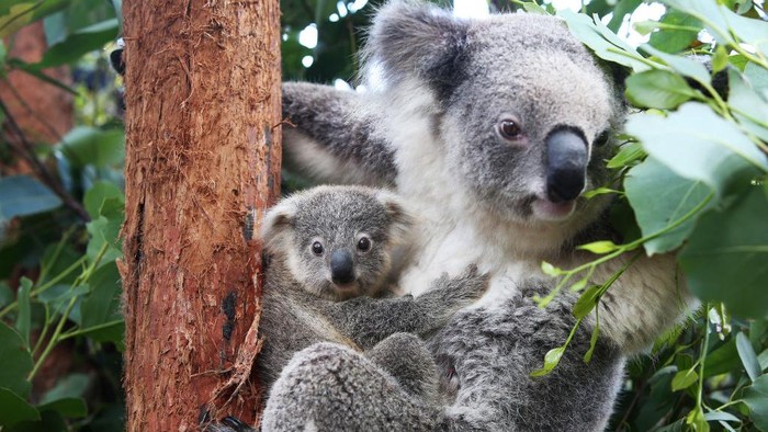 SYDNEY, AUSTRALIA - MARCH 02: Koala joey Humphrey is comforted by mother Willow at Taronga Zoo on March 02, 2021 in Sydney, Australia. Eight-month-old Humphrey is the first koala joey born at Taronga Zoo in over a year, and only recently emerged from his mother Willows pouch. Koala joeys stay in their mothers pouch for up to 6 months and it is only from around that age that they begin to emerge and attach themselves to their mothers back. (Photo by Lisa Maree Williams/Getty Images)