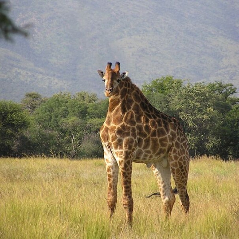 Ini jadinya bila hewan tidak memiliki leher.