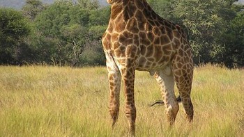 Begini jika leher jerapah yang begitu panjang hilang. Foto: instagram.com/noneck