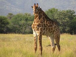 Kocak! Begini Jadinya Bila Hewan Tak Memiliki Leher