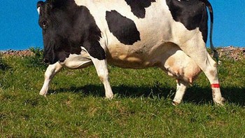 Tak kalah kocak ketika melihat sapi tanpa lehernya. Foto: instagram.com/noneck