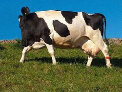 Kocak! Begini Jadinya Bila Hewan Tak Memiliki Leher