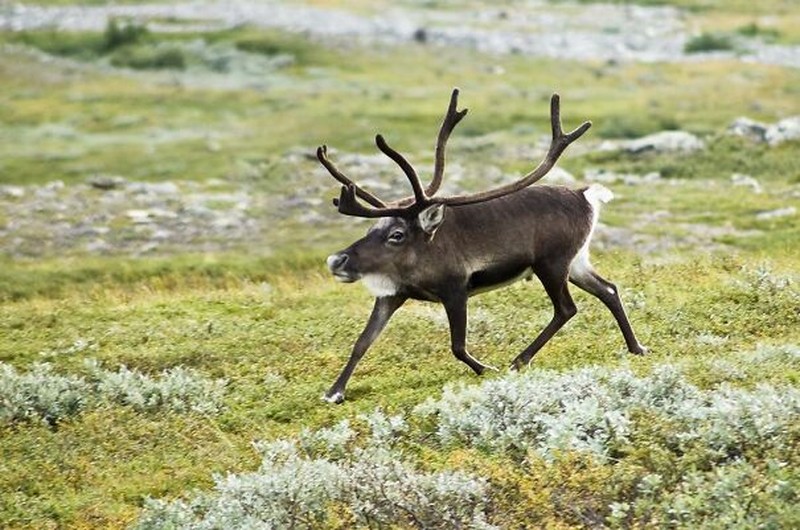 Ini jadinya bila hewan tidak memiliki leher.