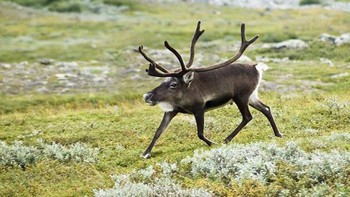 Begini rusa tanpa leher. Foto: instagram.com/noneck