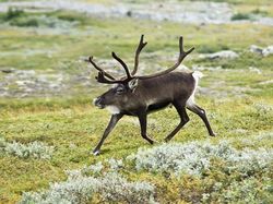 Kocak! Begini Jadinya Bila Hewan Tak Memiliki Leher
