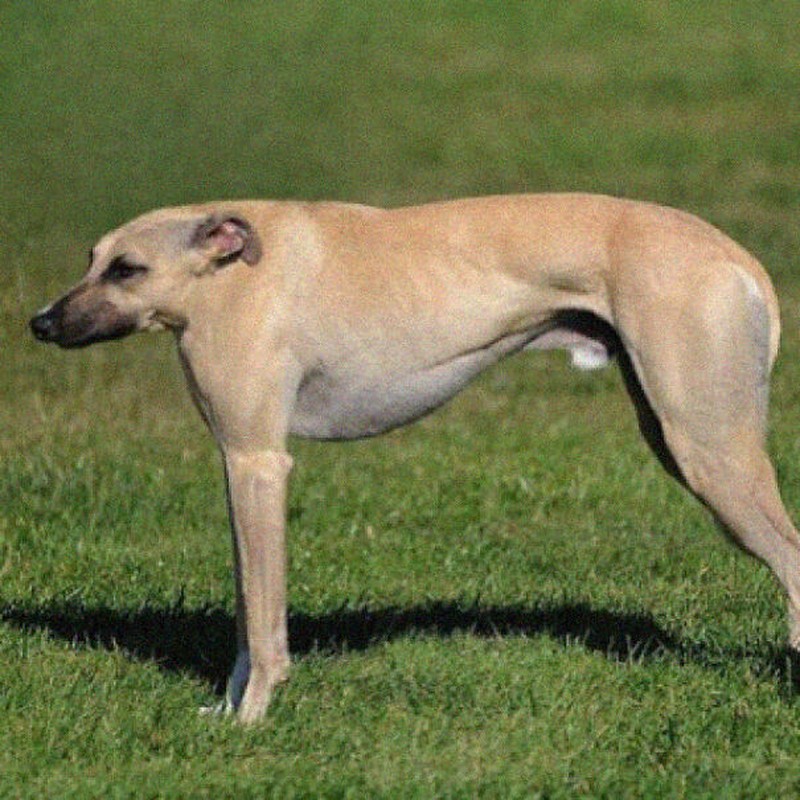 Ini jadinya bila hewan tidak memiliki leher.