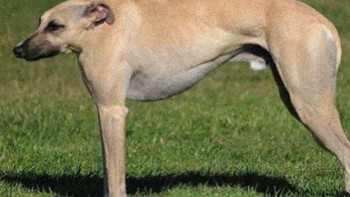 Ketika anjing tanpa leher. Foto: instagram.com/noneck