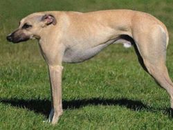 Kocak! Begini Jadinya Bila Hewan Tak Memiliki Leher