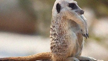 Imut ya marekat tanpa leher. Foto: instagram.com/noneck