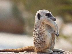 Kocak! Begini Jadinya Bila Hewan Tak Memiliki Leher