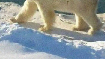 Beruang kutub. Foto: instagram.com/noneck