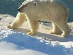 Kocak! Begini Jadinya Bila Hewan Tak Memiliki Leher