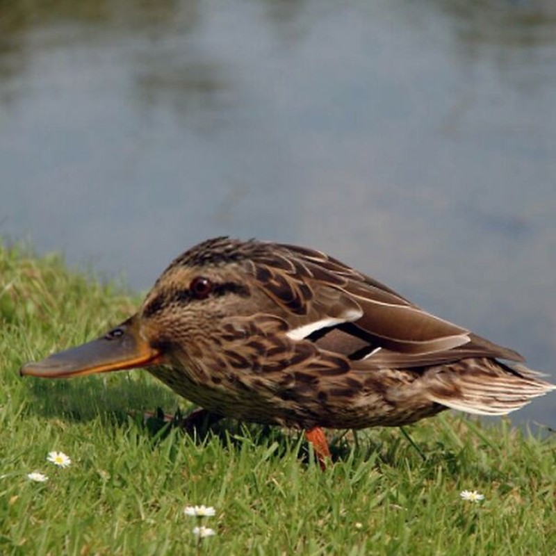 Ini jadinya bila hewan tidak memiliki leher.