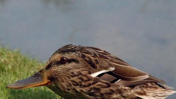 Begini jadinya bebek tanpa leher, aneh atau malah lucu? Foto: instagram.com/noneck