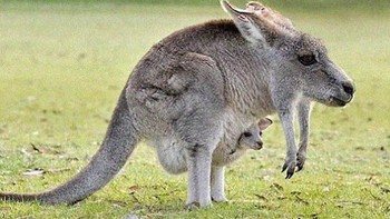 Kanguru tanpa leher. Foto: instagram.com/noneck