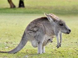 Kocak! Begini Jadinya Bila Hewan Tak Memiliki Leher