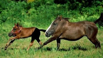 Lucu ya melihat kuda yanpa leher. Foto: instagram.com/noneck