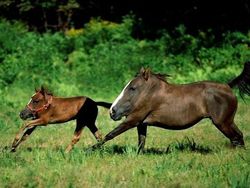 Kocak! Begini Jadinya Bila Hewan Tak Memiliki Leher