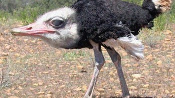 Apalagi ini burung unta yang lehernya panjang kini hilang. Foto: instagram.com/noneck