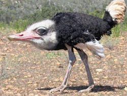 Kocak! Begini Jadinya Bila Hewan Tak Memiliki Leher