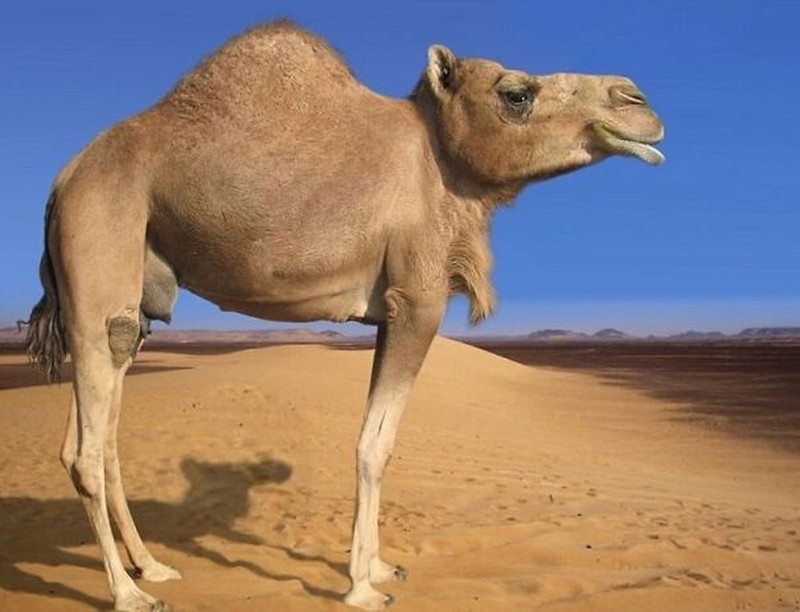 Ini jadinya bila hewan tidak memiliki leher.