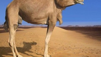 Unta tanpa leher. Foto: instagram.com/noneck