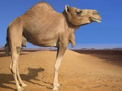 Kocak! Begini Jadinya Bila Hewan Tak Memiliki Leher