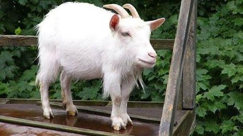 Kambing tanpa leher. Foto: instagram.com/noneck