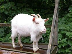 Kocak! Begini Jadinya Bila Hewan Tak Memiliki Leher