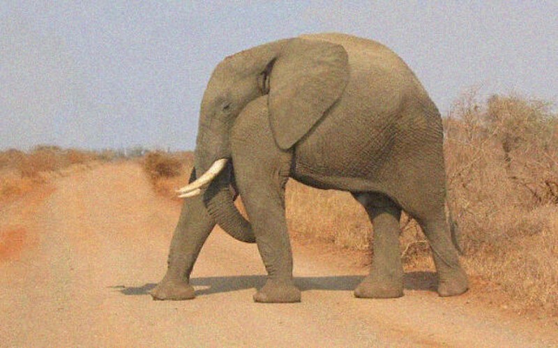 Ini jadinya bila hewan tidak memiliki leher.