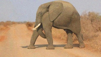 Gajah tanpa leher. Foto: instagram.com/noneck