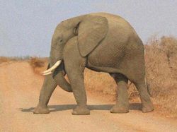 Kocak! Begini Jadinya Bila Hewan Tak Memiliki Leher