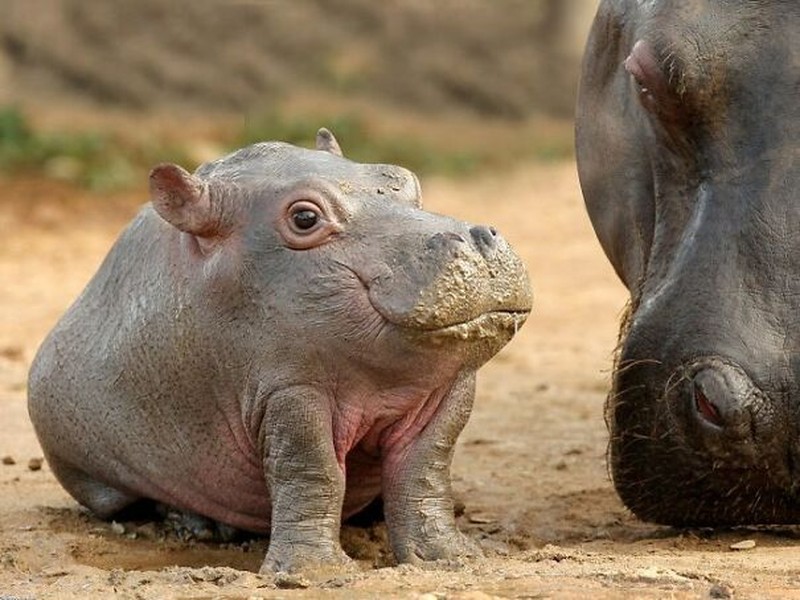 Ini jadinya bila hewan tidak memiliki leher.