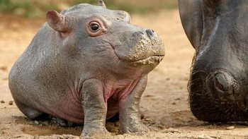 Anak kuda nil ini terlihat begitu menggemaskan ketika tidak memiliki leher. Foto: instagram.com/noneck