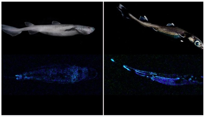 Hiu glow in the dark