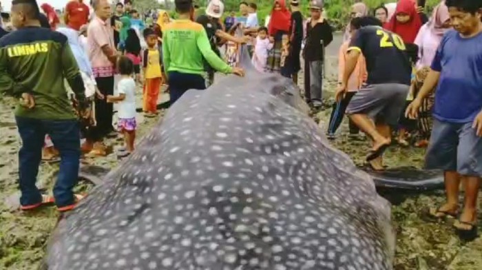 Hiu tutul terdampar di Pantai Tasikmalaya.