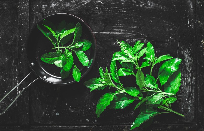 Kemangi holy basil