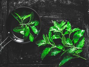5 Tanaman Hias Herbal, Bisa Mempercantik Rumah Sekaligus Bumbu Masakan