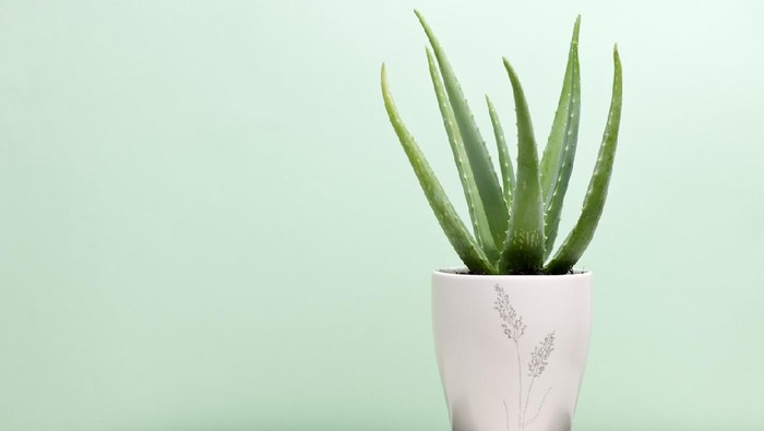 Bukan Sekadar Dekorasi, 4 Tanaman Ini Bisa Bikin Ruangan Lebih Sejuk