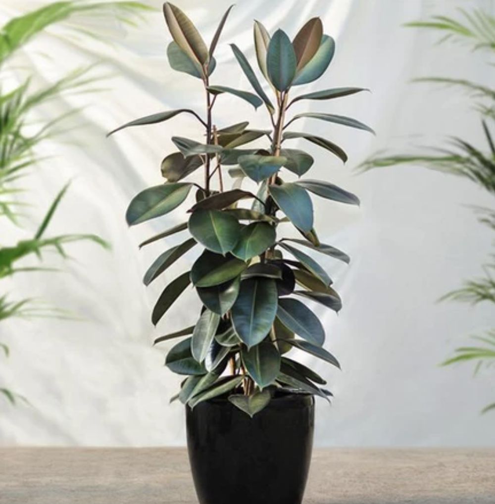 Rubber Plant. Ist