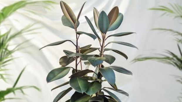 Rubber Plant. Ist