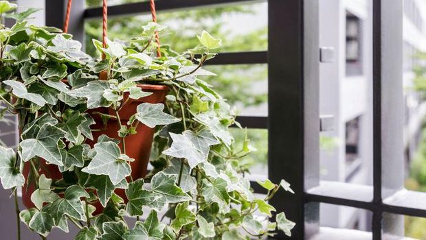 Tanaman English Ivy. (Dok: shutterstock)