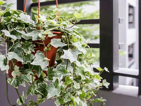 Tanaman English Ivy. (Dok: shutterstock)