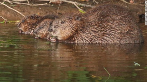 Pemandangan berbeda terlihat di Sungai di Denvon, Inggris. Setelah ratusan tahun, berang-berang kembali terlihat. (Devon Wildlife Trust) Pemandangan berbeda terlihat di Sungai di Denvon, Inggris. Setelah ratusan tahun, berang-berang kembali terlihat. (Devon Wildlife Trust)